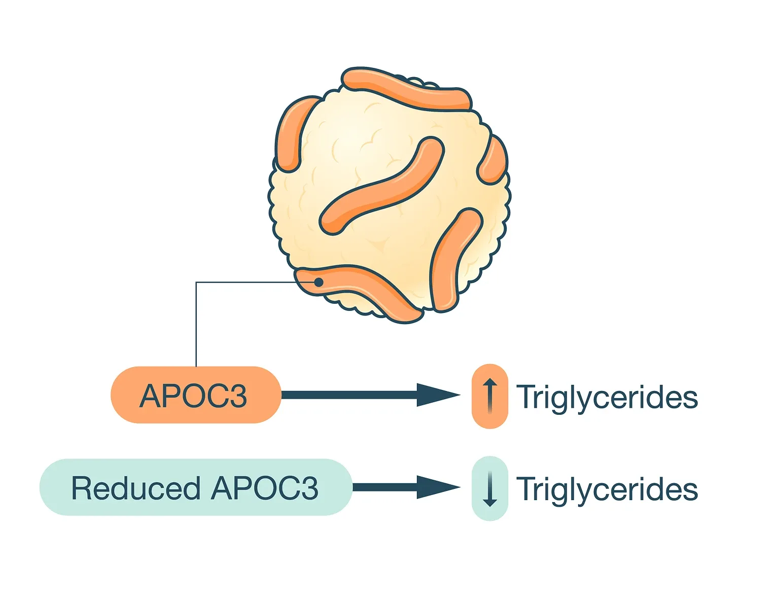 APOC3 increases triglycerides; Reduced APOC3 reduces triglycerides