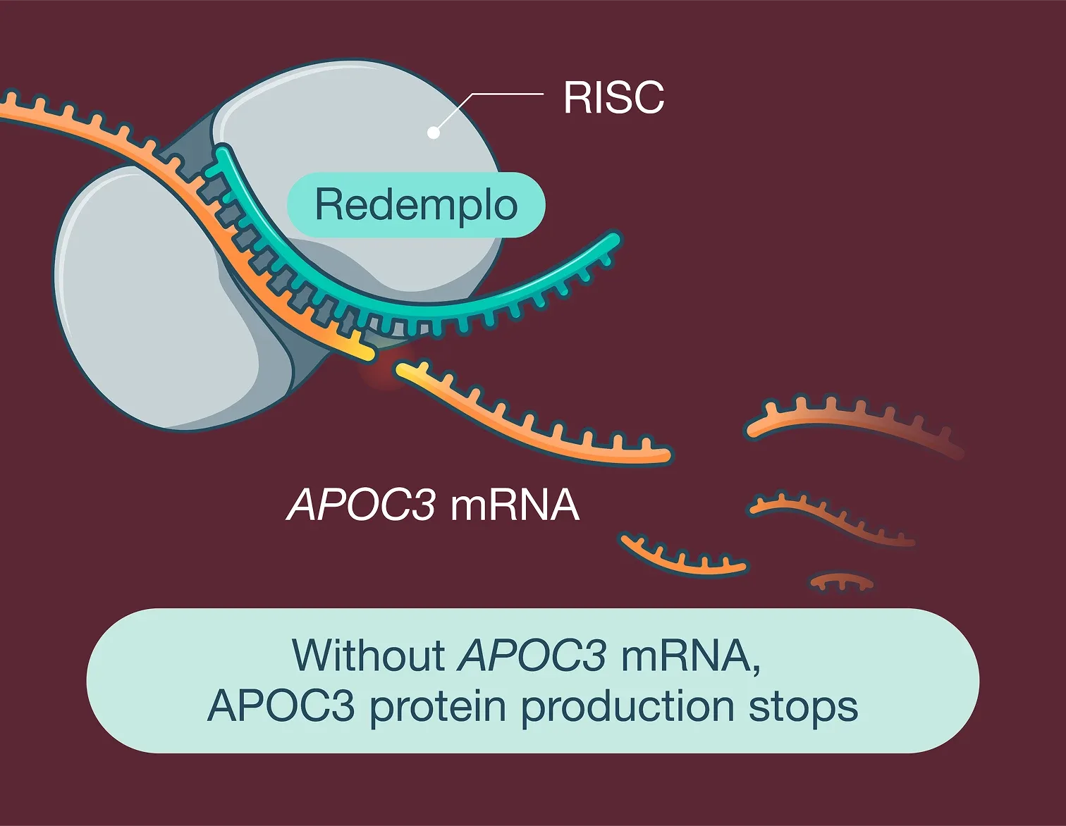 Redemplo® (plozasiran) and APOC3 mRNA inside RISC; Without APOC3 mRNA, APOC3 protein production stops